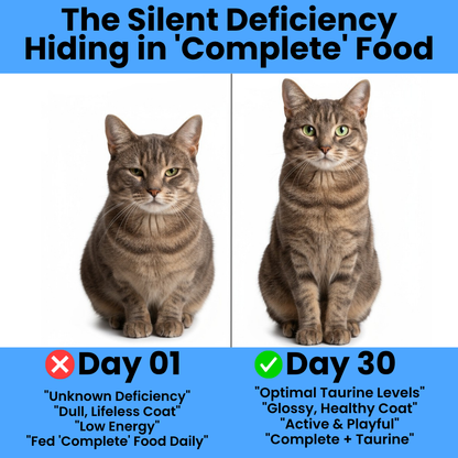 Stop the Silent Deficiency Before You See the Signs with Hivelux™ Taurine Supplement